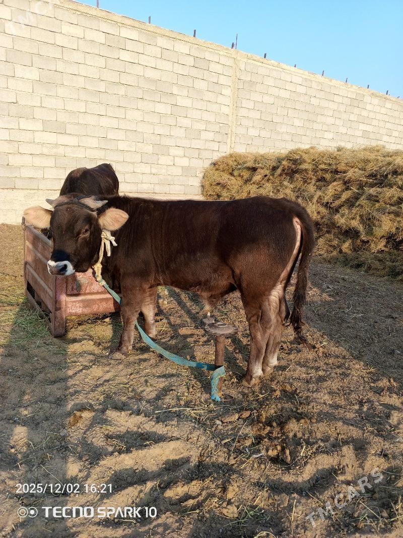 öküz - Гёкдепе - img 3