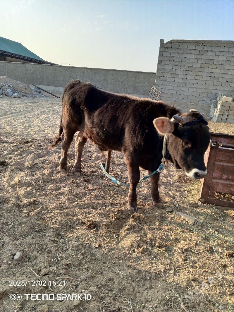 öküz - Гёкдепе - img 4