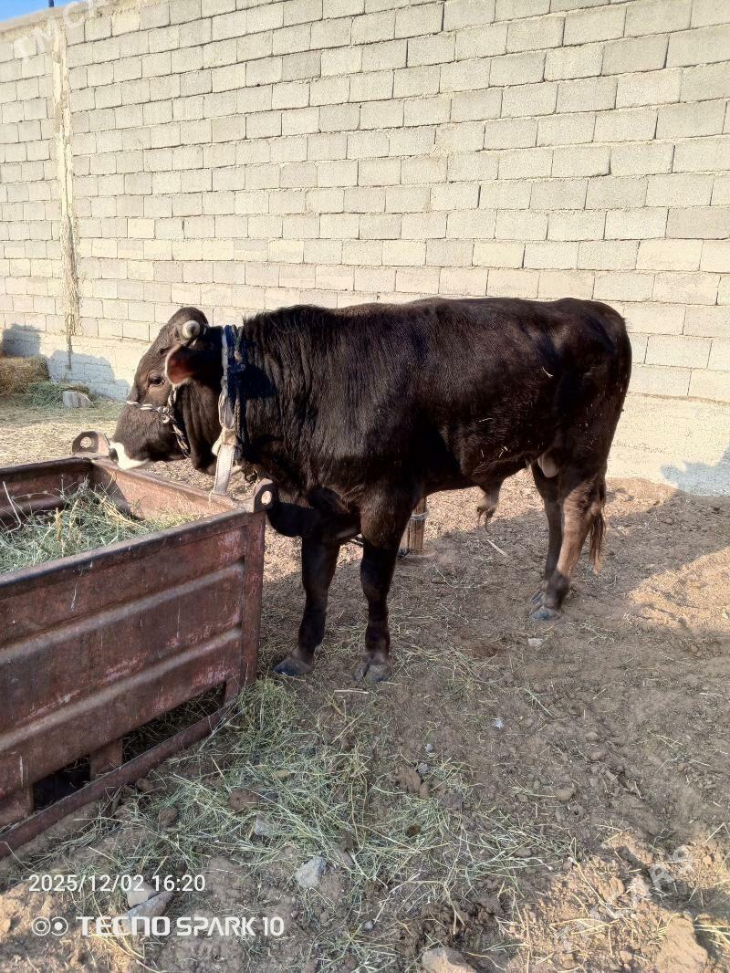 öküz - Гёкдепе - img 5