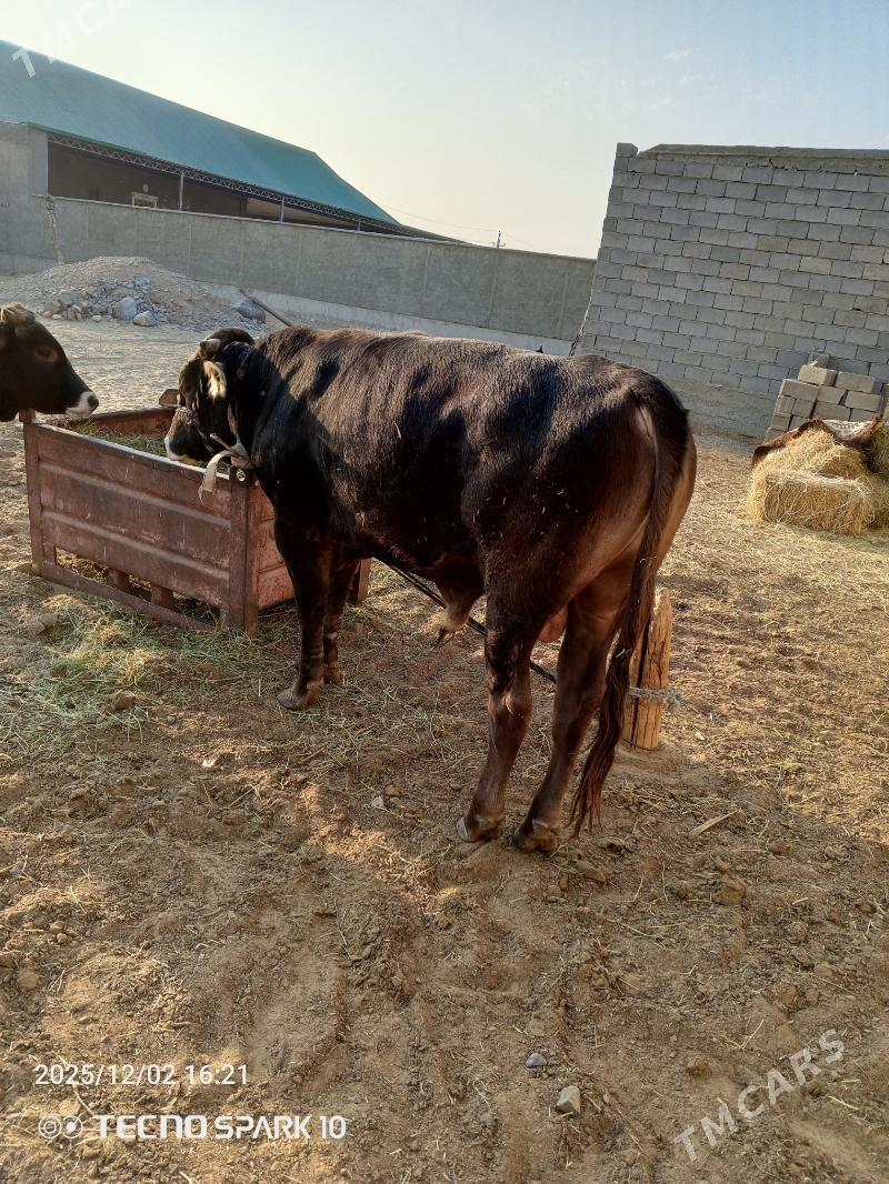 öküz - Гёкдепе - img 6