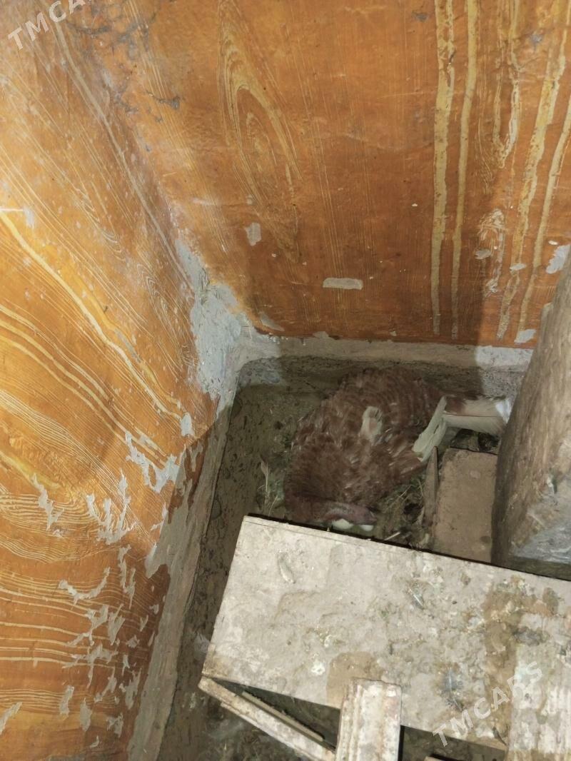 induk - Baýramaly - img 4