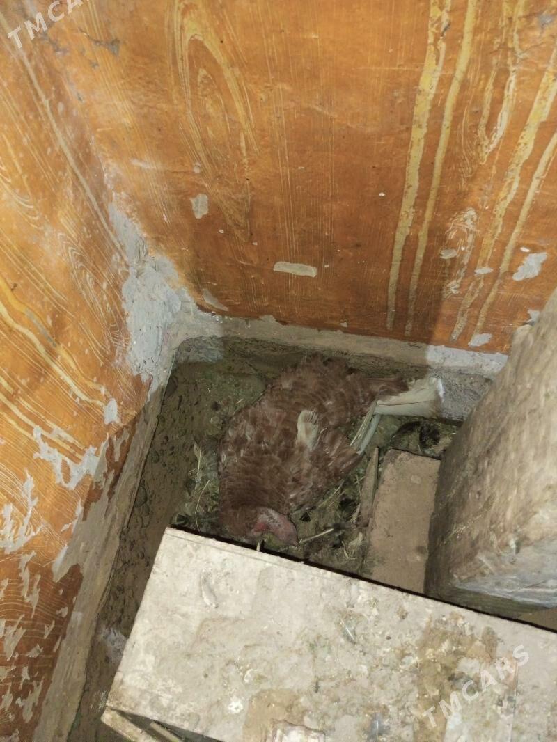 induk - Baýramaly - img 2