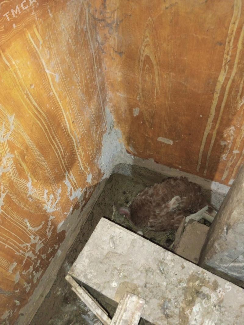 induk - Baýramaly - img 3