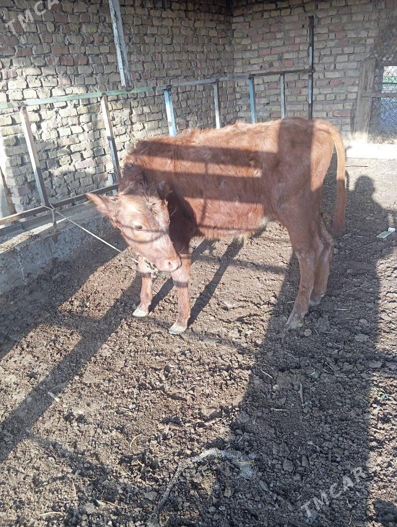 okuzce - Чарджоу - img 3