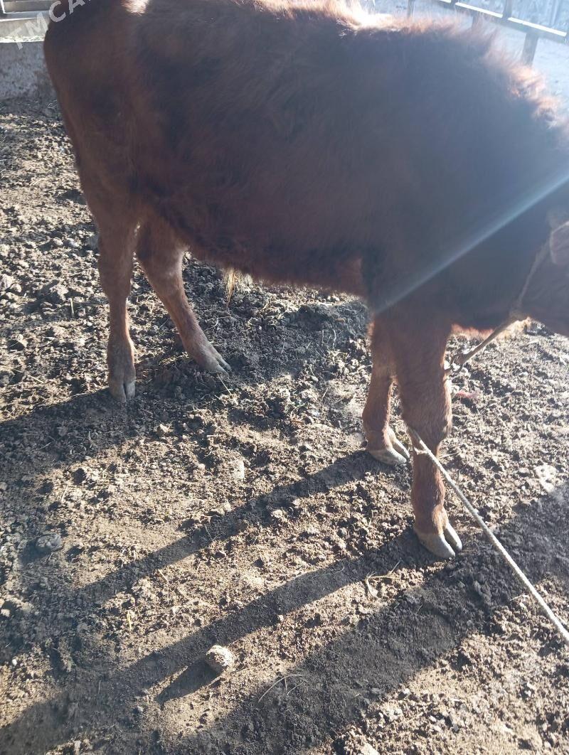 okuzce - Чарджоу - img 2