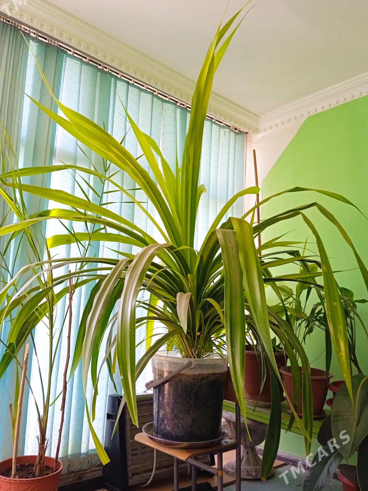 Gul цветы - Aşgabat - img 2