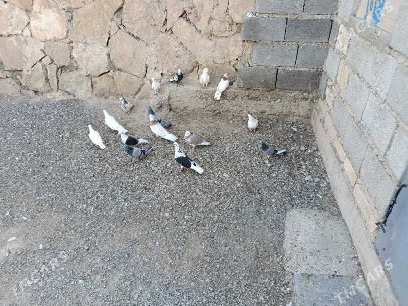 kepderi. - Gyzylarbat - img 2