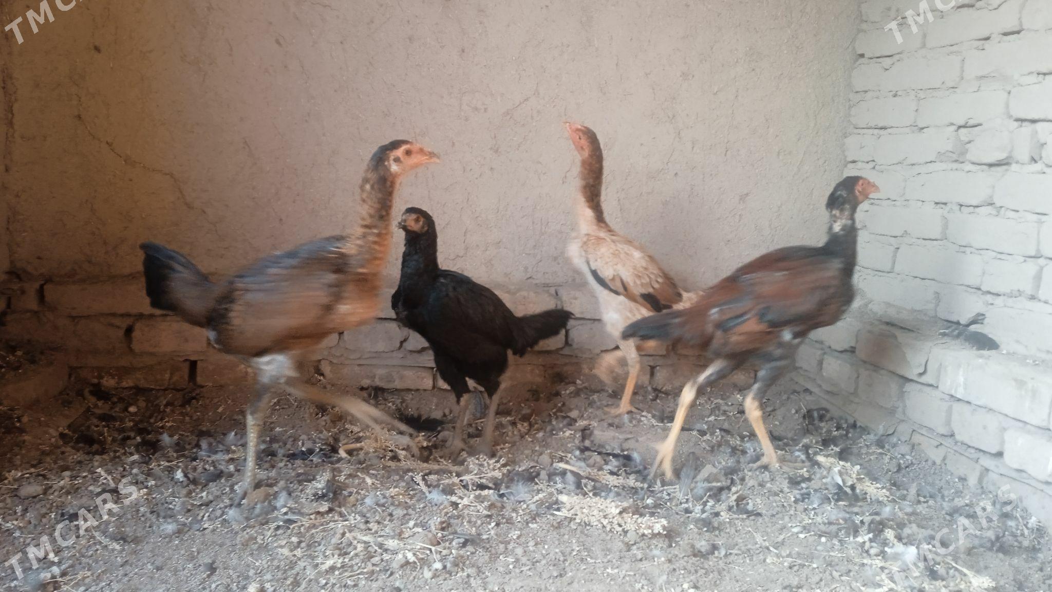 paroda towuk horaz - Görogly (Tagta) - img 3