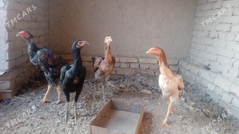 paroda towuk horaz - Görogly (Tagta) - img 2