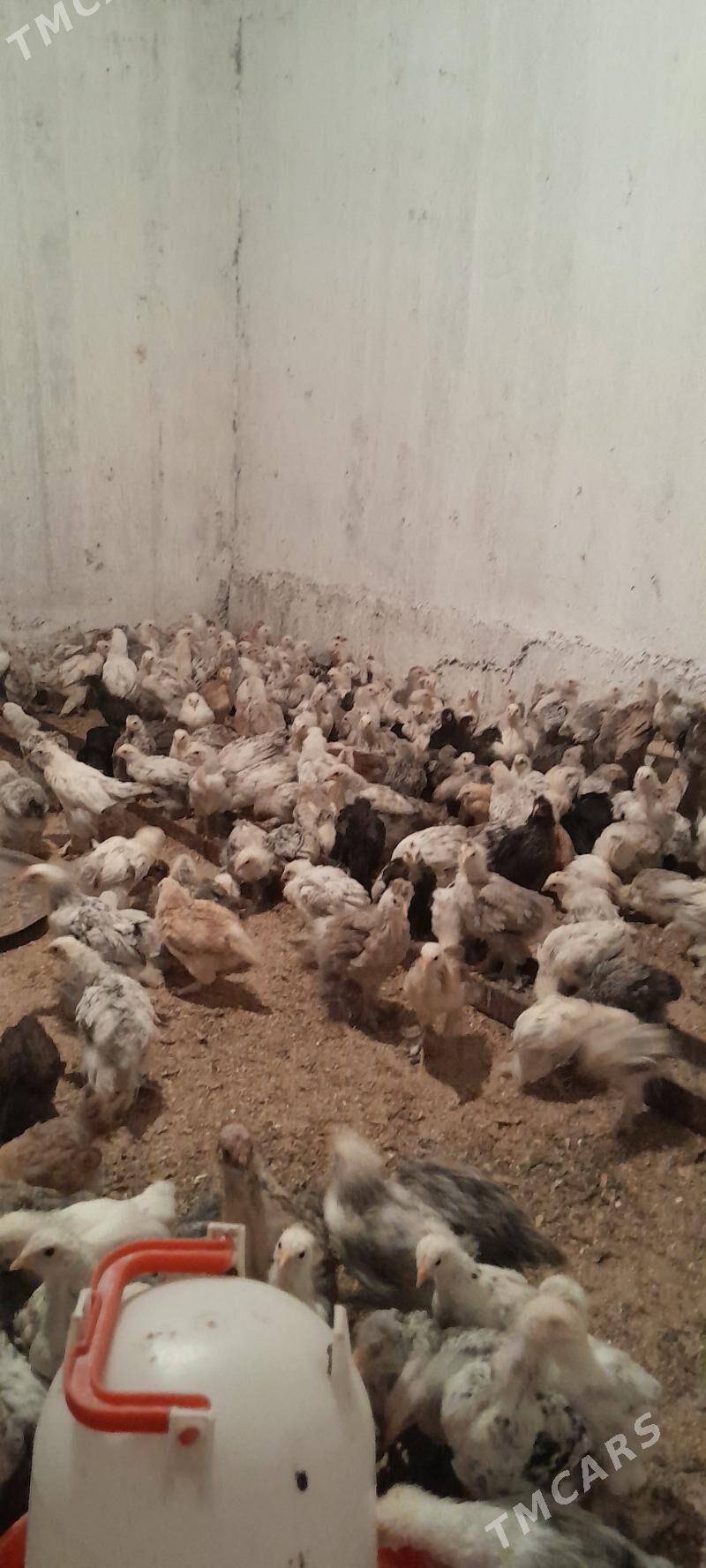 jüje - Багир - img 3