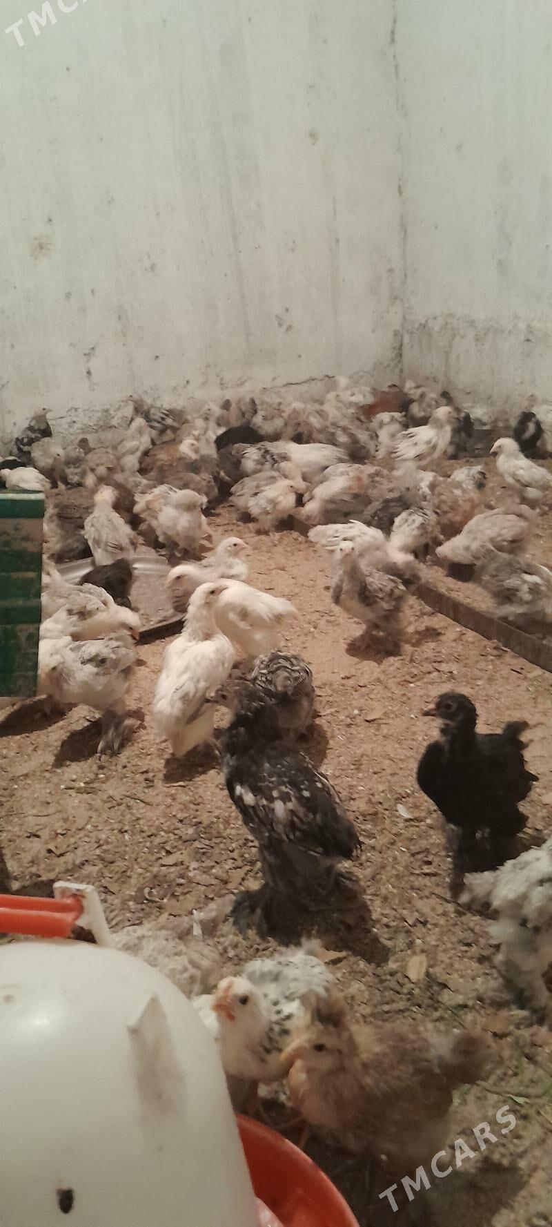 jüje - Багир - img 6