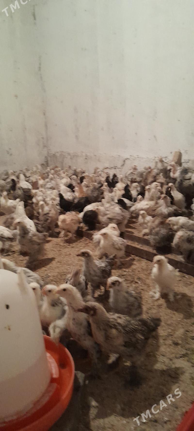 jüje - Багир - img 4