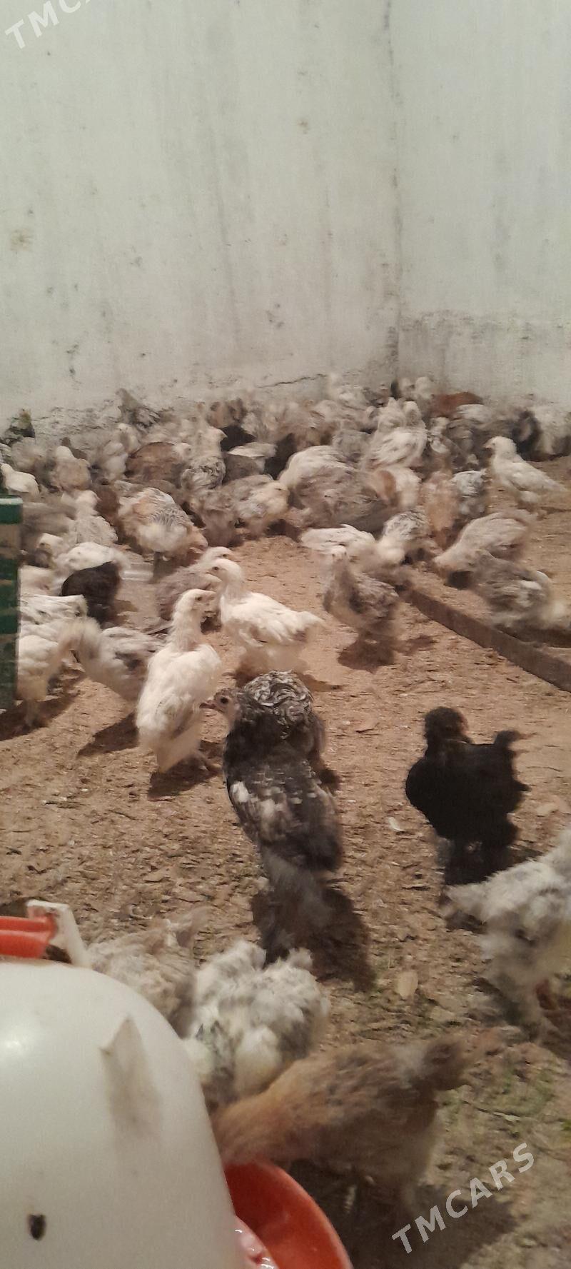 jüje - Багир - img 2