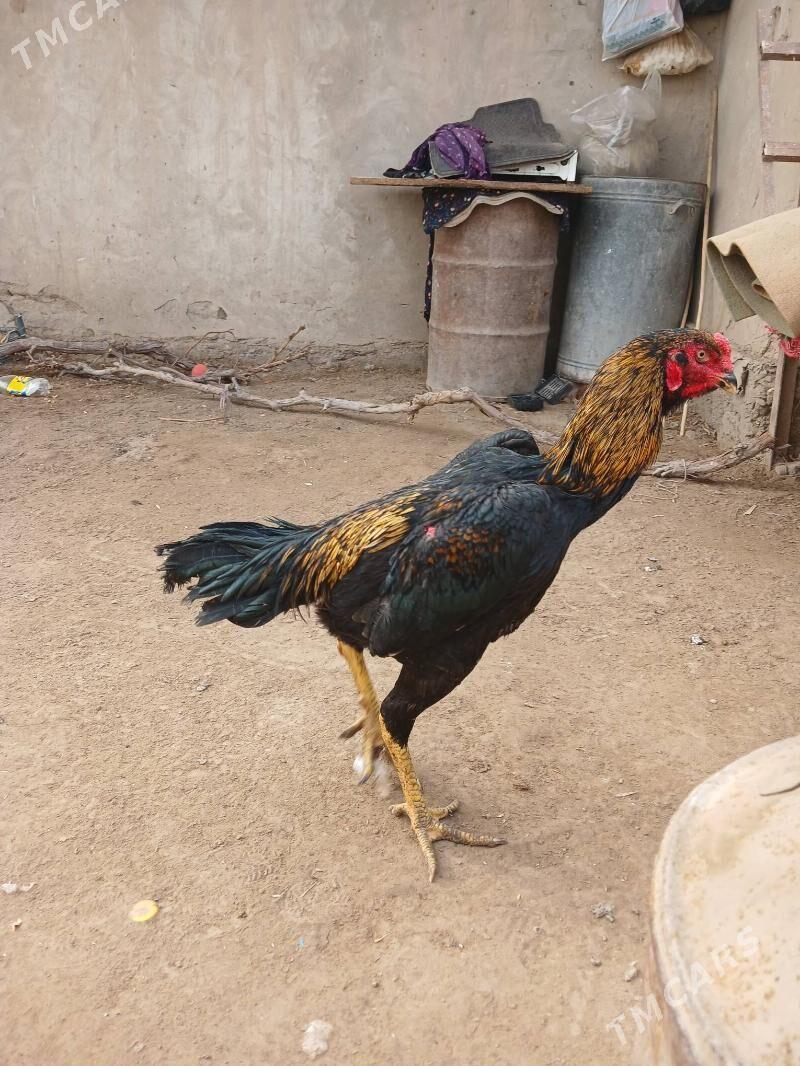 horaz - Daşoguz - img 2