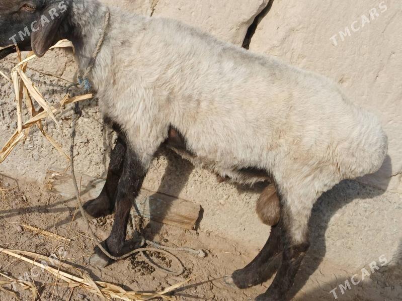 goc - Daşoguz - img 2