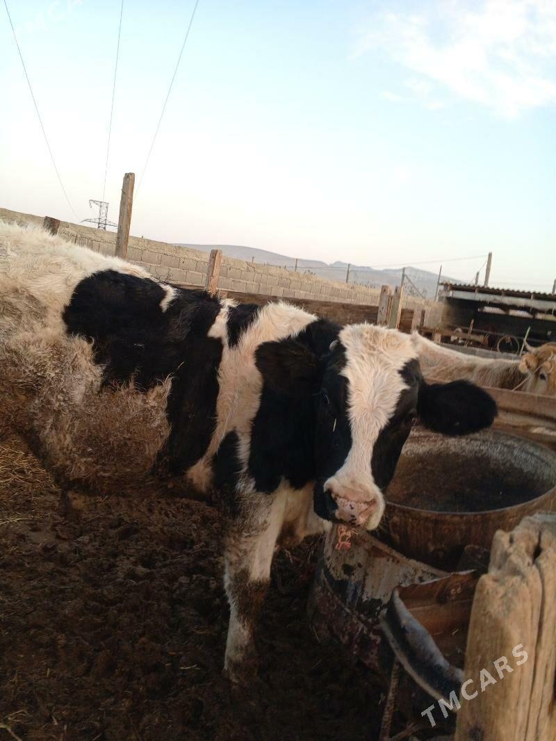 öküz - Гызыларбат - img 2