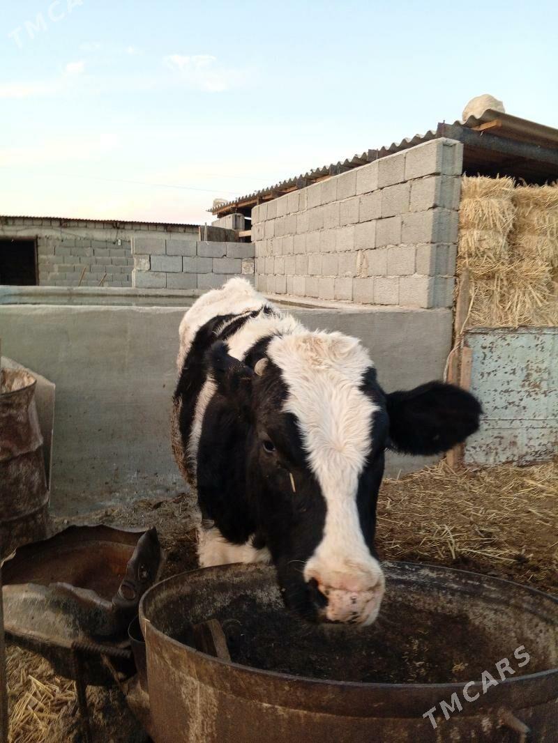 öküz - Гызыларбат - img 3