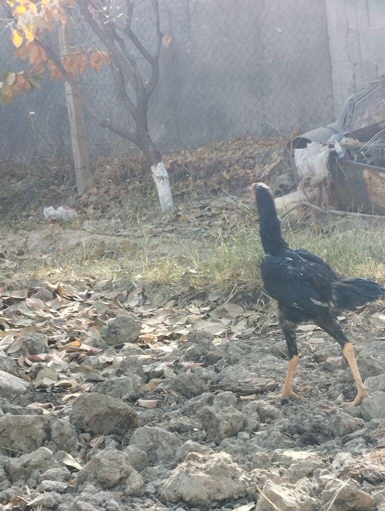 Taşkent horaz - Гёкдепе - img 4