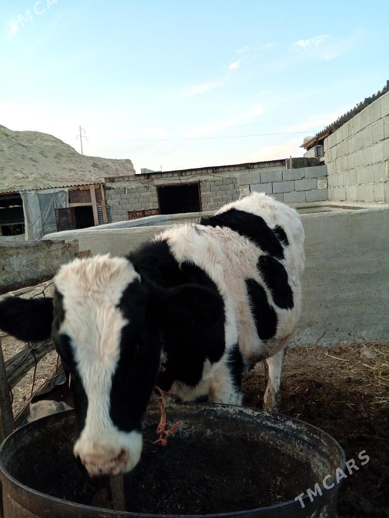 öküz - Гызыларбат - img 4