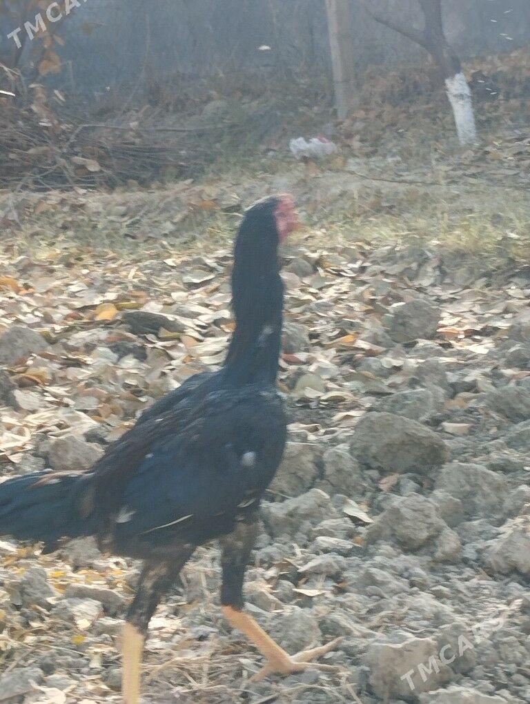 Taşkent horaz - Гёкдепе - img 2