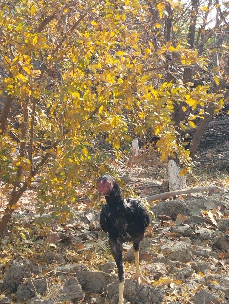 Taşkent horaz - Гёкдепе - img 3