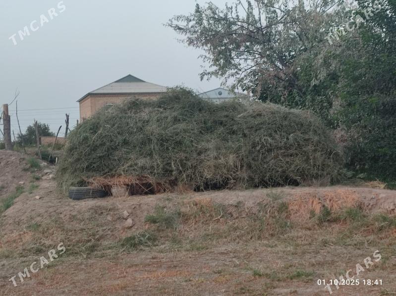 Арассажа хашалсыз ёрунжа. - Mary - img 2