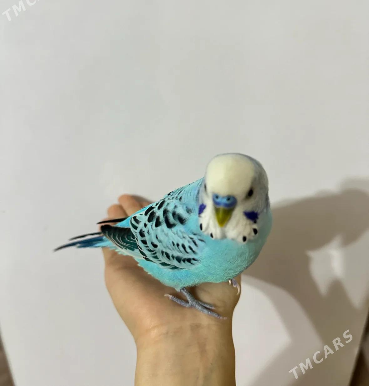 волнистик - Ашхабад - img 3