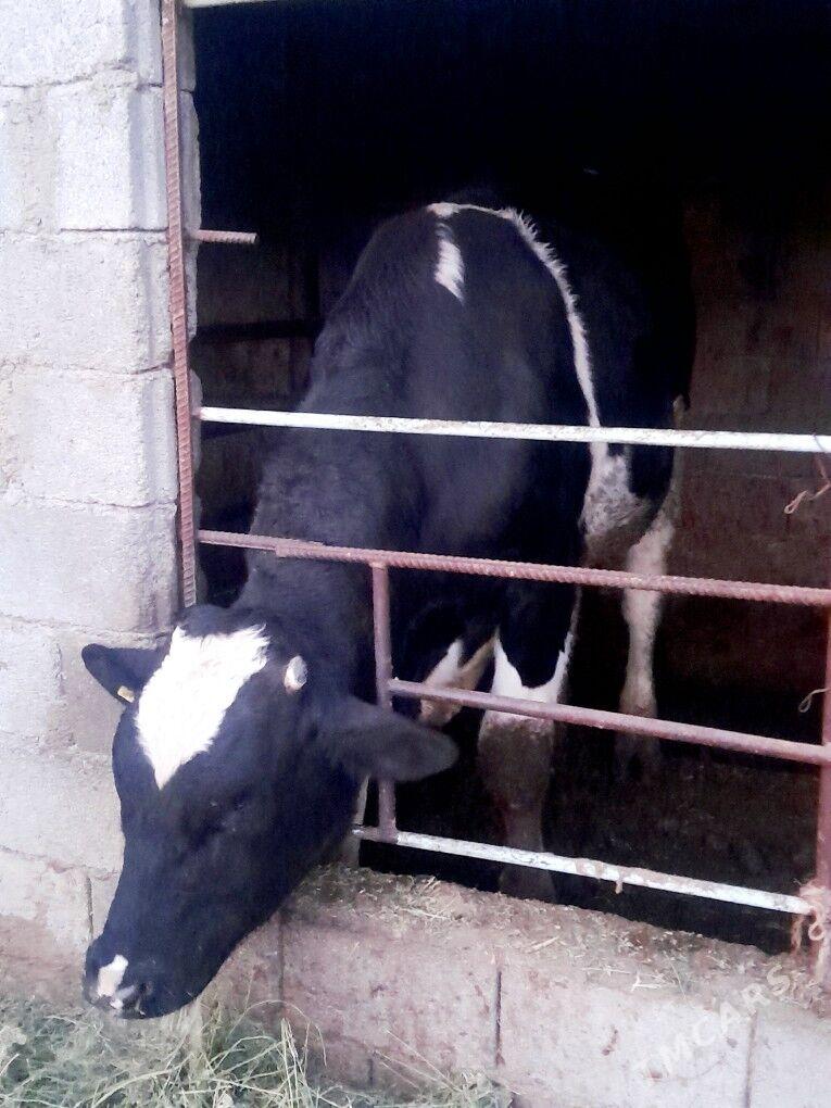 Arginal galişdeýin öküz - Bagyr - img 2