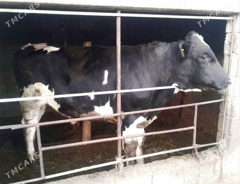 Arginal galişdeýin öküz - Bagyr - img 1