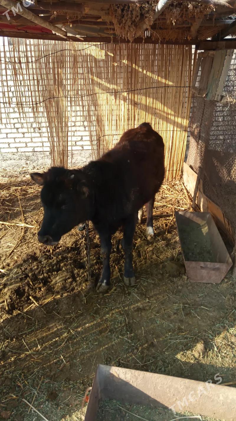 Gulajyn gole - Векильбазар - img 2