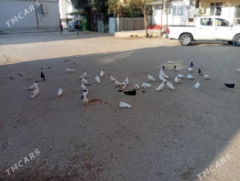 kepderi - Балканабат - img 2