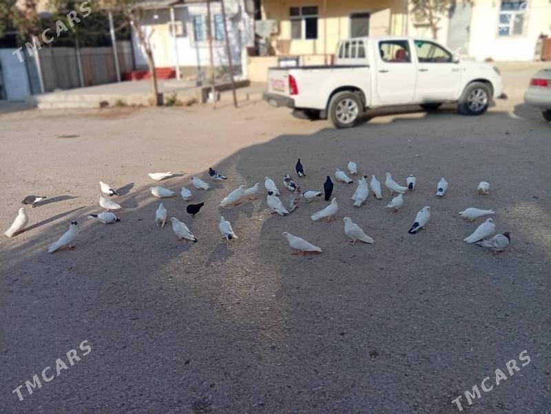 kepderi - Балканабат - img 5