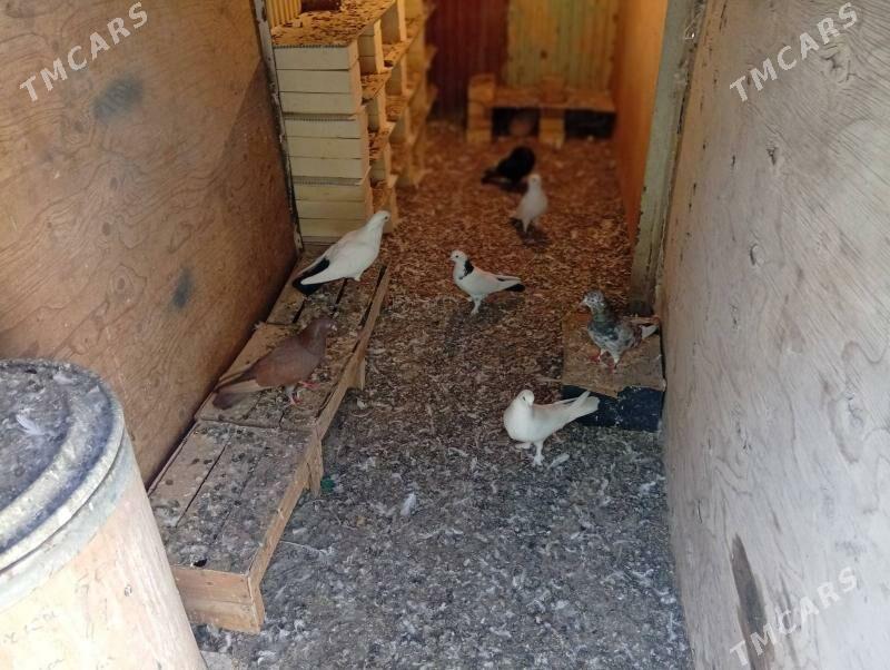 kepderi - Балканабат - img 6