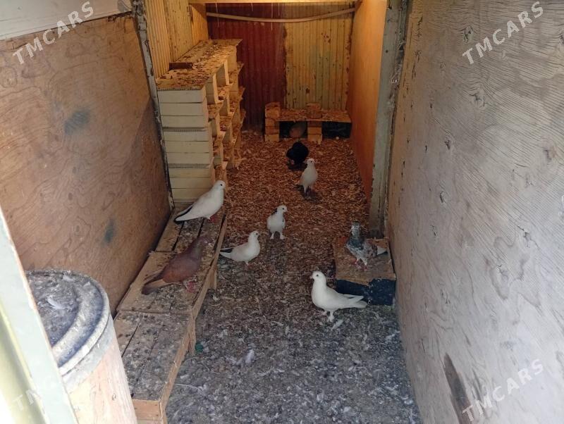 kepderi - Балканабат - img 4