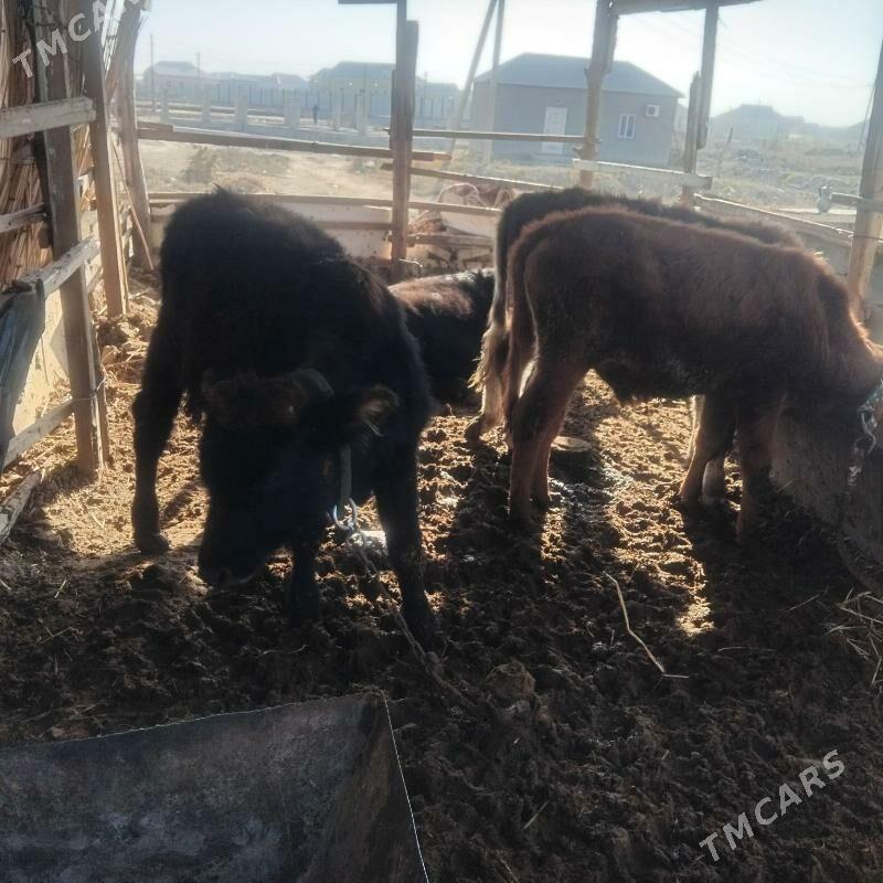 okuz - Мары - img 2