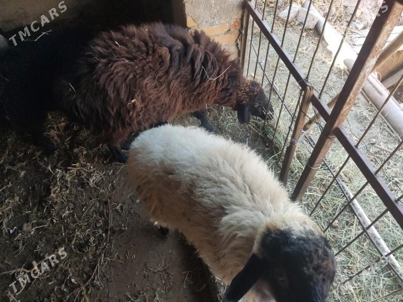 гоюн - Türkmenabat - img 3