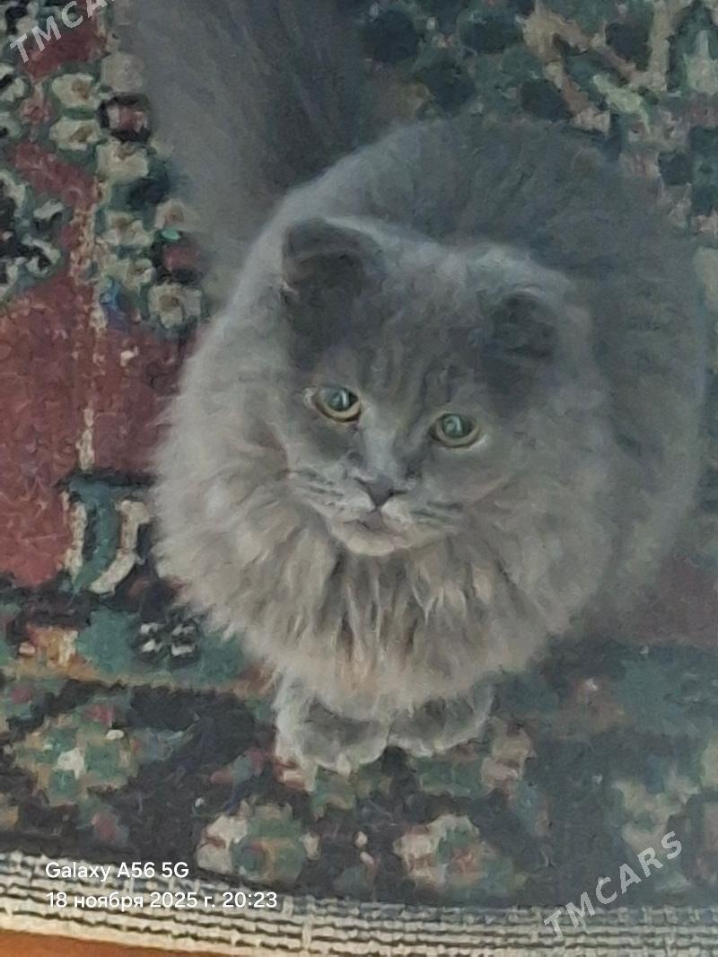 Кот выслоуха - Türkmenabat - img 2