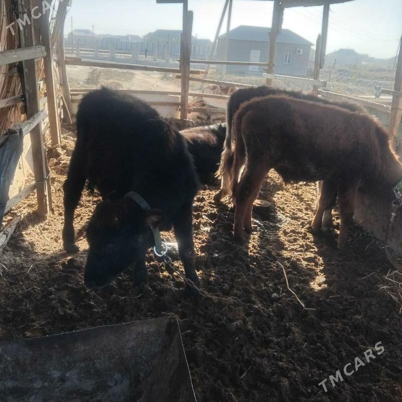 okuz - Мары - img 5