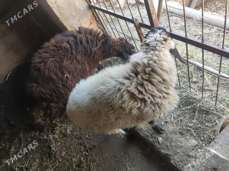 гоюн - Türkmenabat - img 2