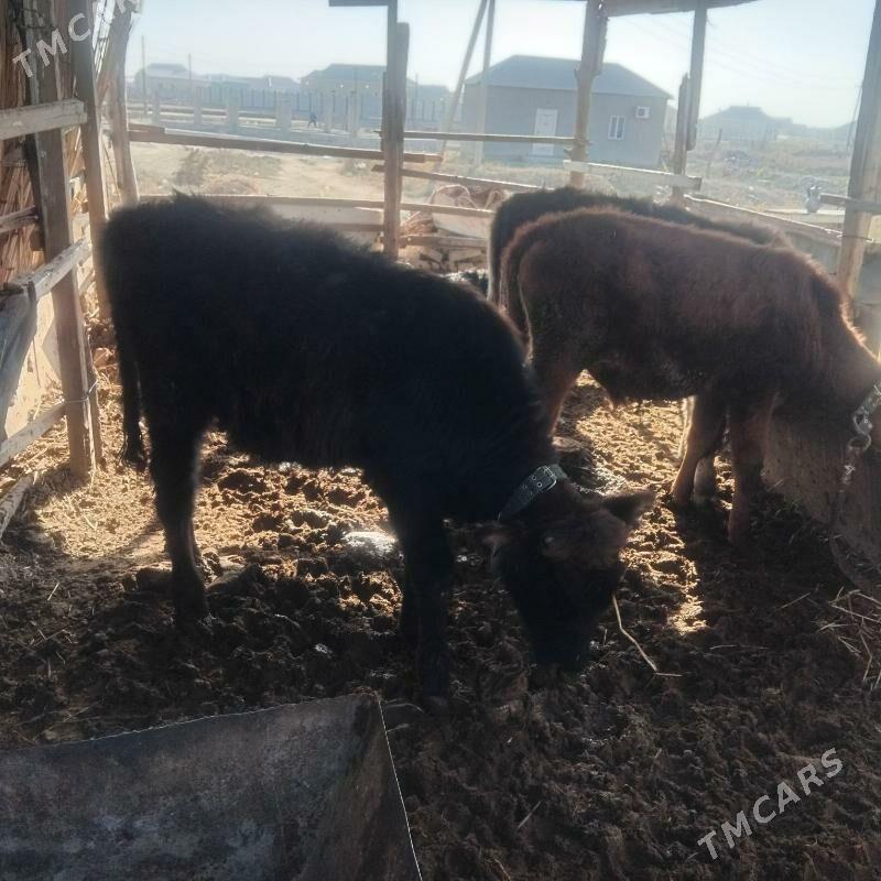 okuz - Мары - img 3