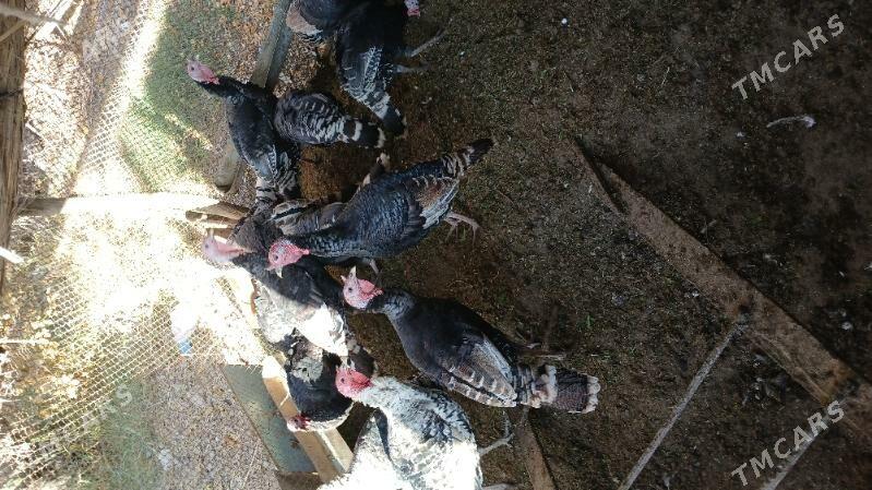 Induk - Mary - img 2