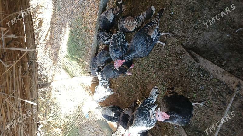 Induk - Mary - img 3