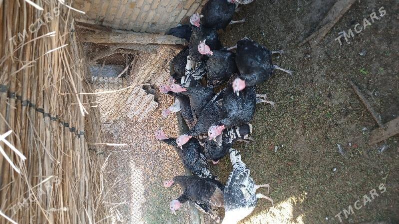 Induk - Mary - img 4