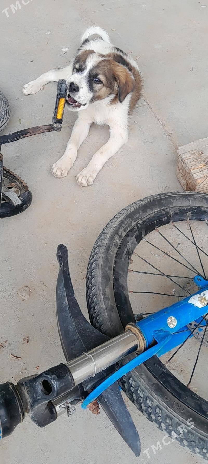 Güjüjek - Mary - img 2