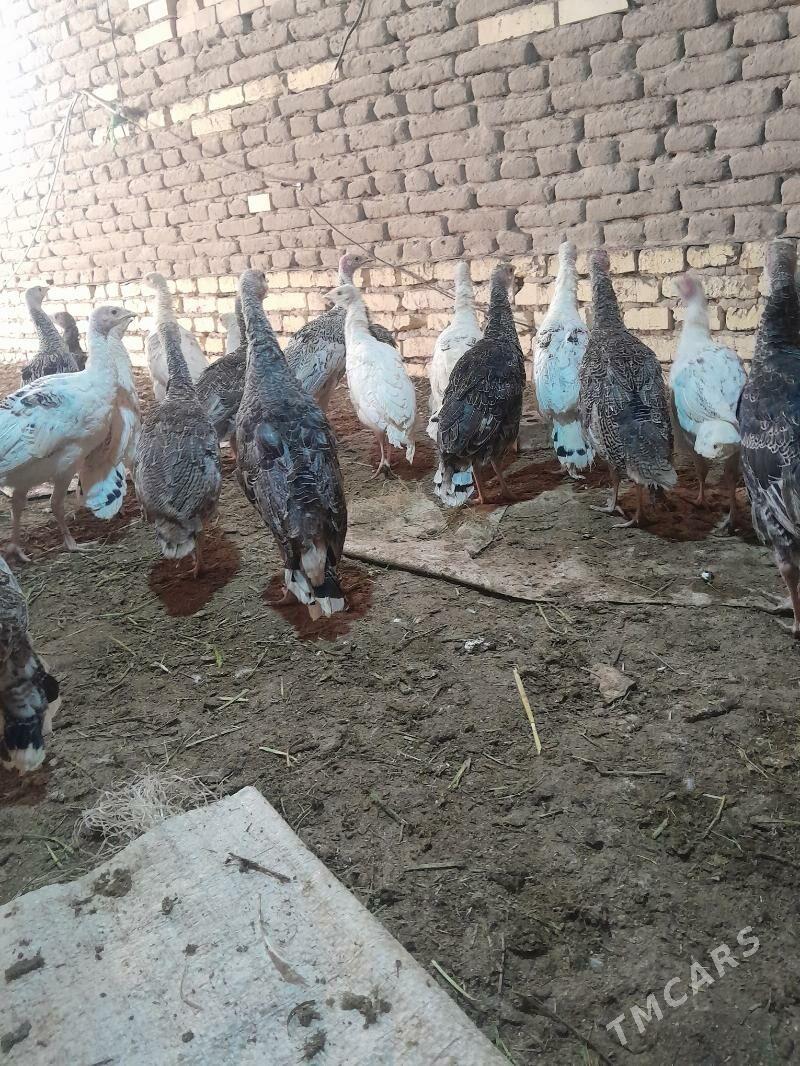 induk juyje - Мургап - img 2