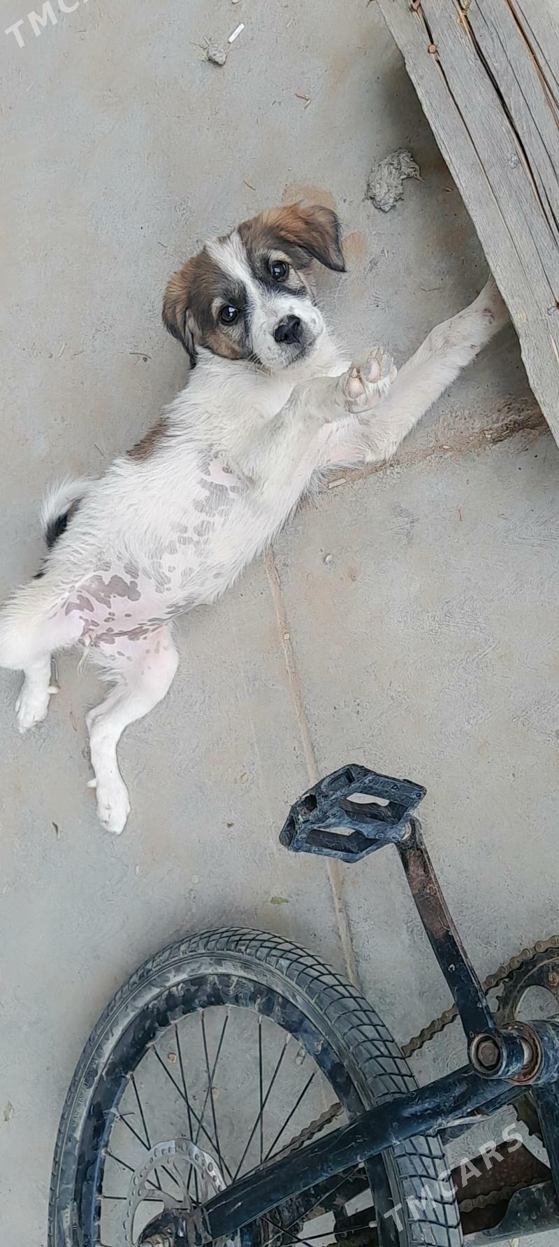 Güjüjek - Mary - img 3