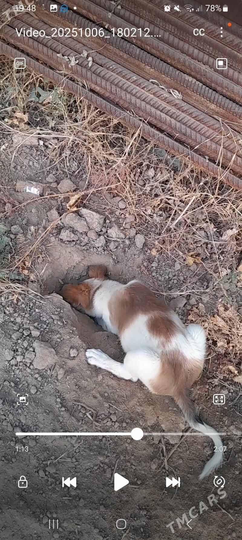 Güjüjek - Mary - img 5