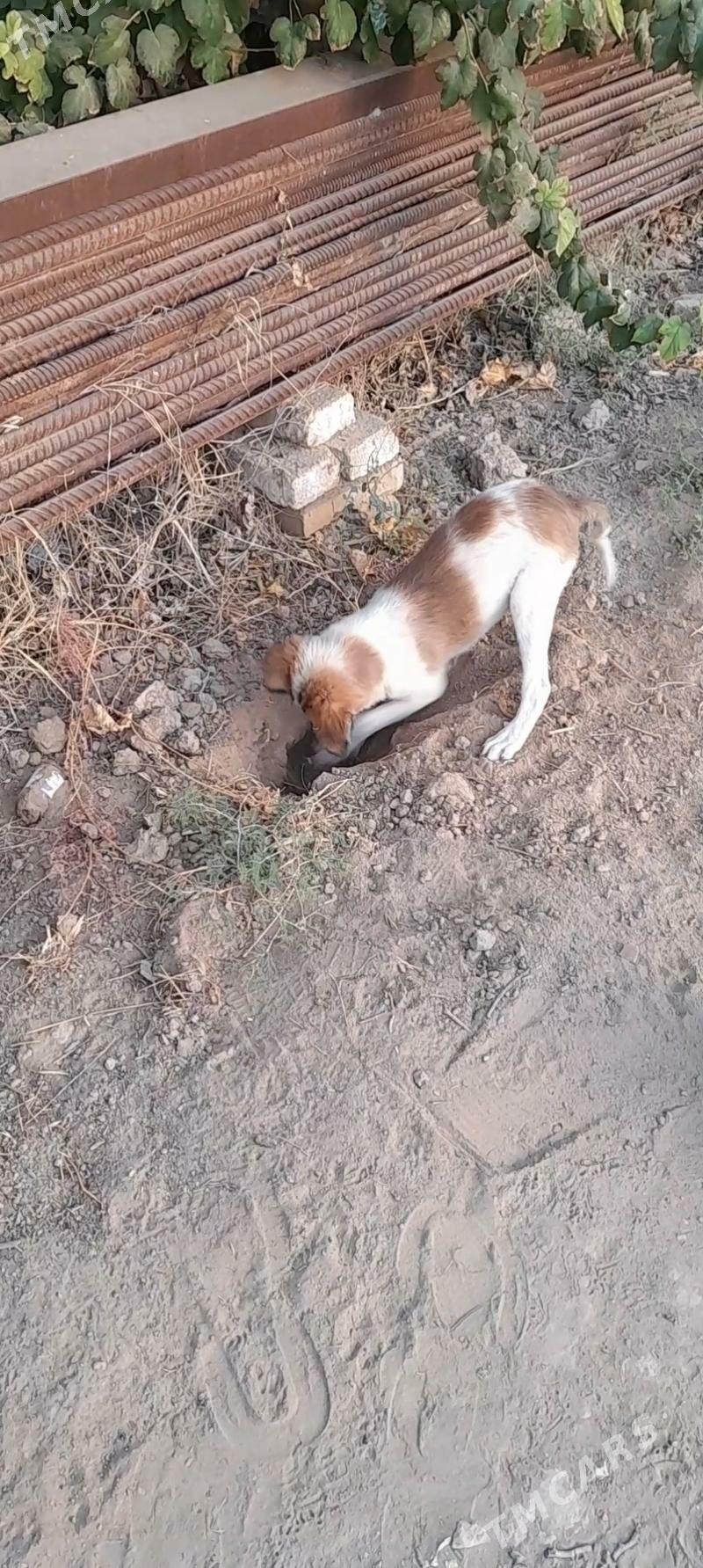 Güjüjek - Mary - img 4