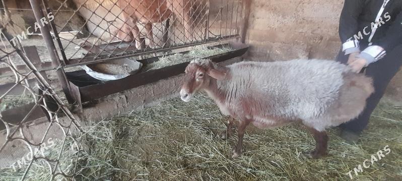 goyun - Änew - img 2