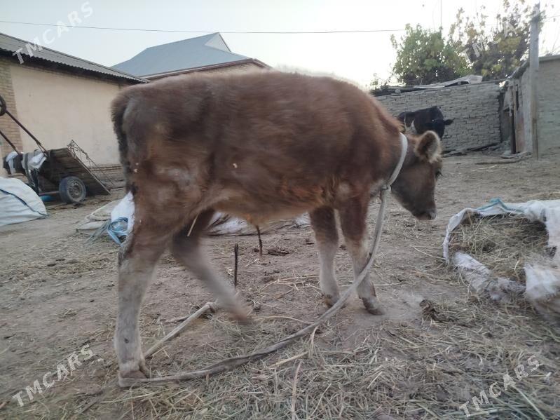 okuzce - Сакарчага - img 2